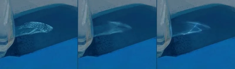 Process of writing Caustic