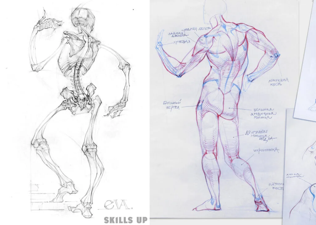 Study anatomy, do not forget about proportions