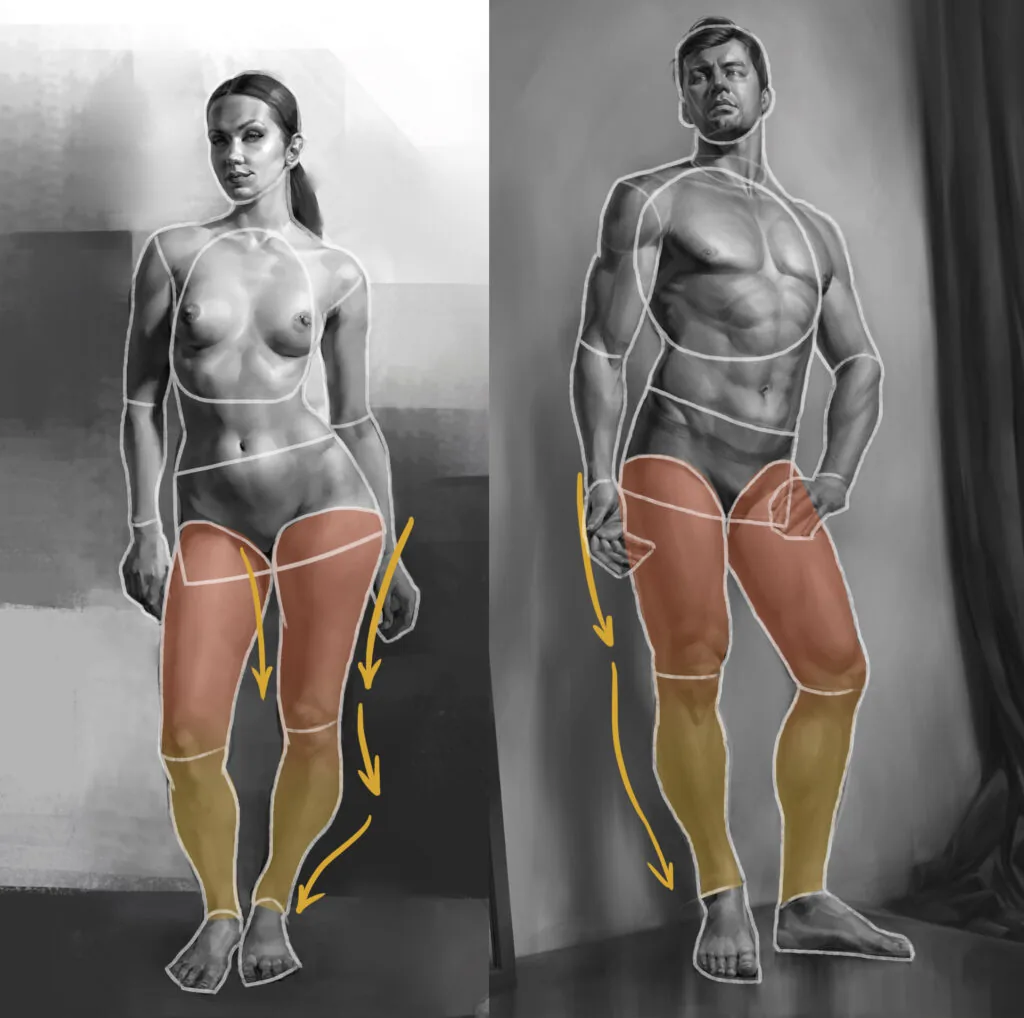 The lower extremities also differ: the female leg has a more curved silhouette, in the pelvic area the thigh has more mass