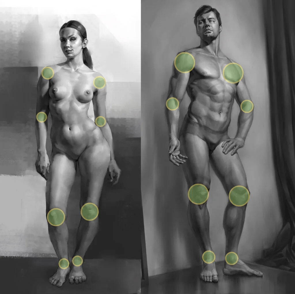 The articular joints in the male figure are larger, more massive