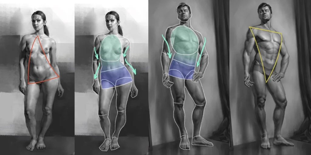 Women have a visually larger pelvic area, while men, on the contrary, have a larger chest