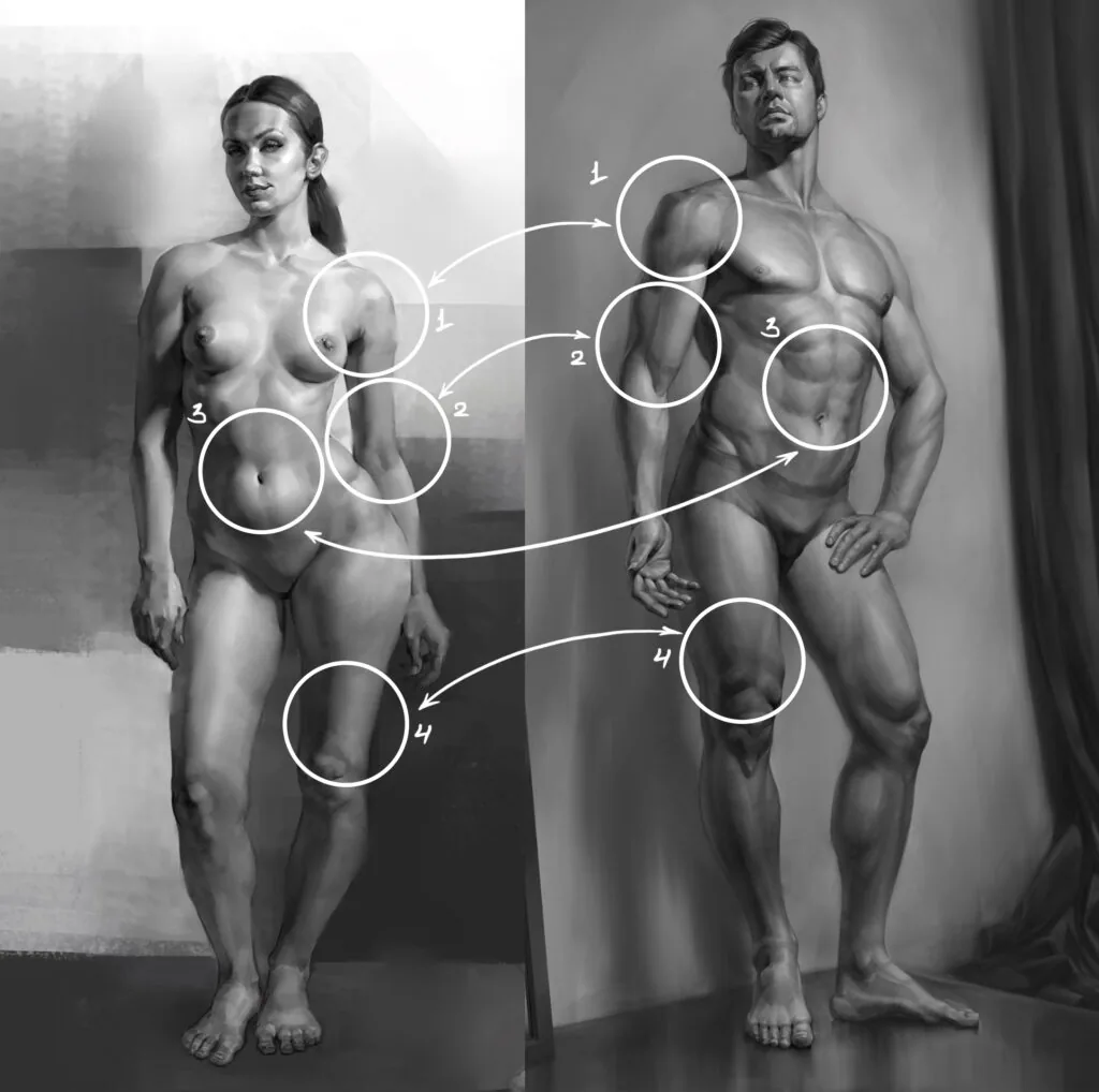 Relief and volume of the muscles are also different