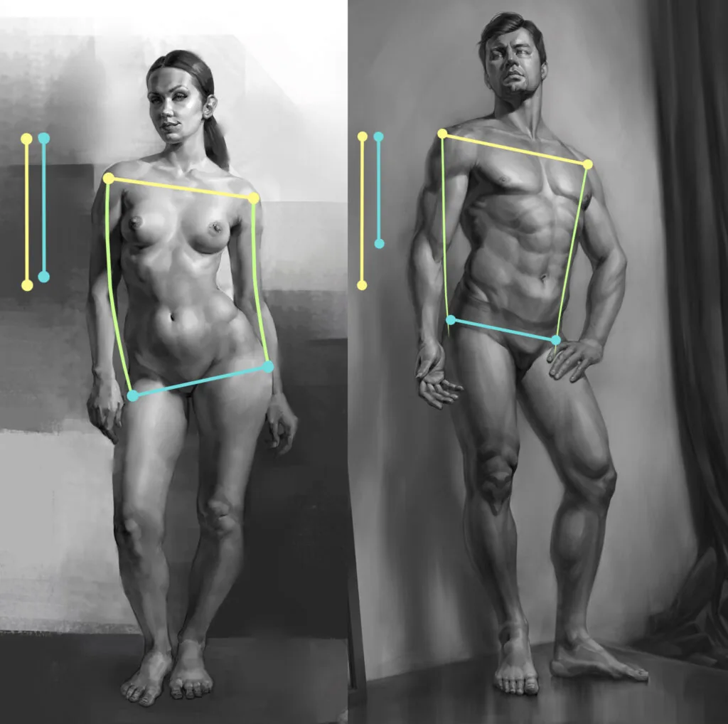 In the female figure, the width of the shoulders and the width of the hips — similar relationship