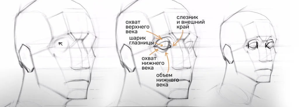 How to draw eyes on a human head: building the eyeballs and eyelids
