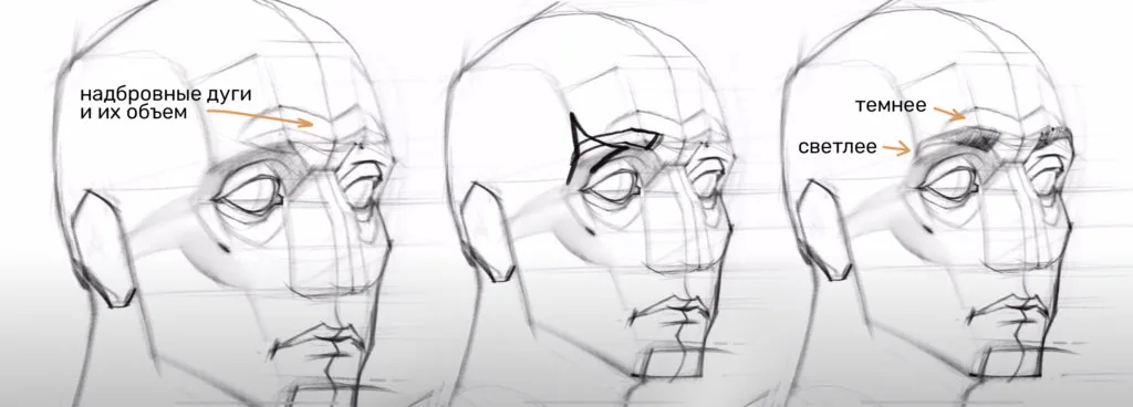 Drawing a human head: building brow ridges and eyebrows