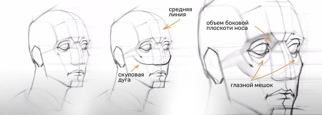 Head drawing stage: specifying the zygomatic arch and nose