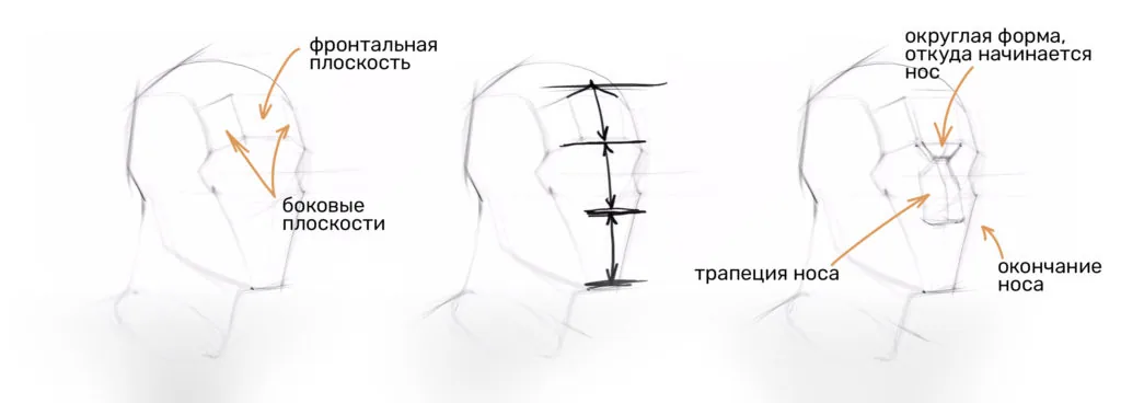 Head drawing stage: building the nose and facial proportions