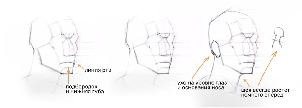 Drawing a human head: adding an ear and specifying the neck shape