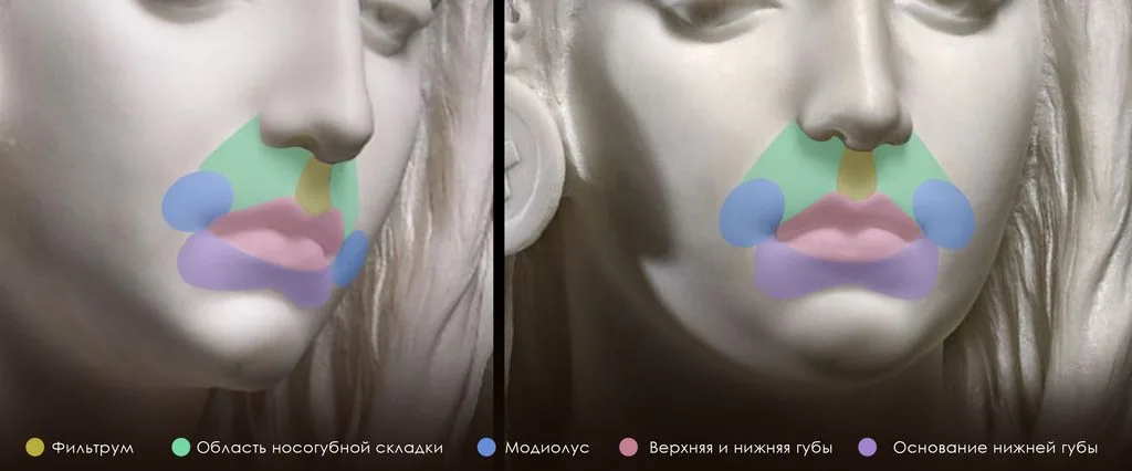 It is important to understand the elements of the mouth, since lips do not exist on their own, but are part of the face