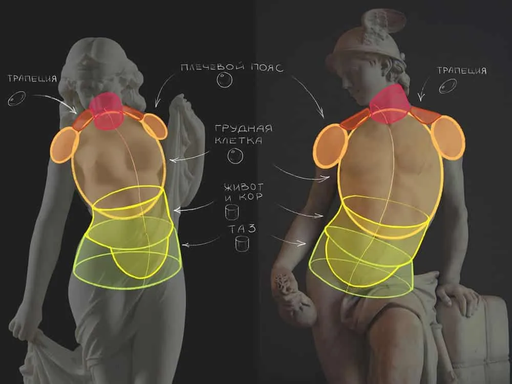 Now we are ready to move on to a more detailed study of the torso