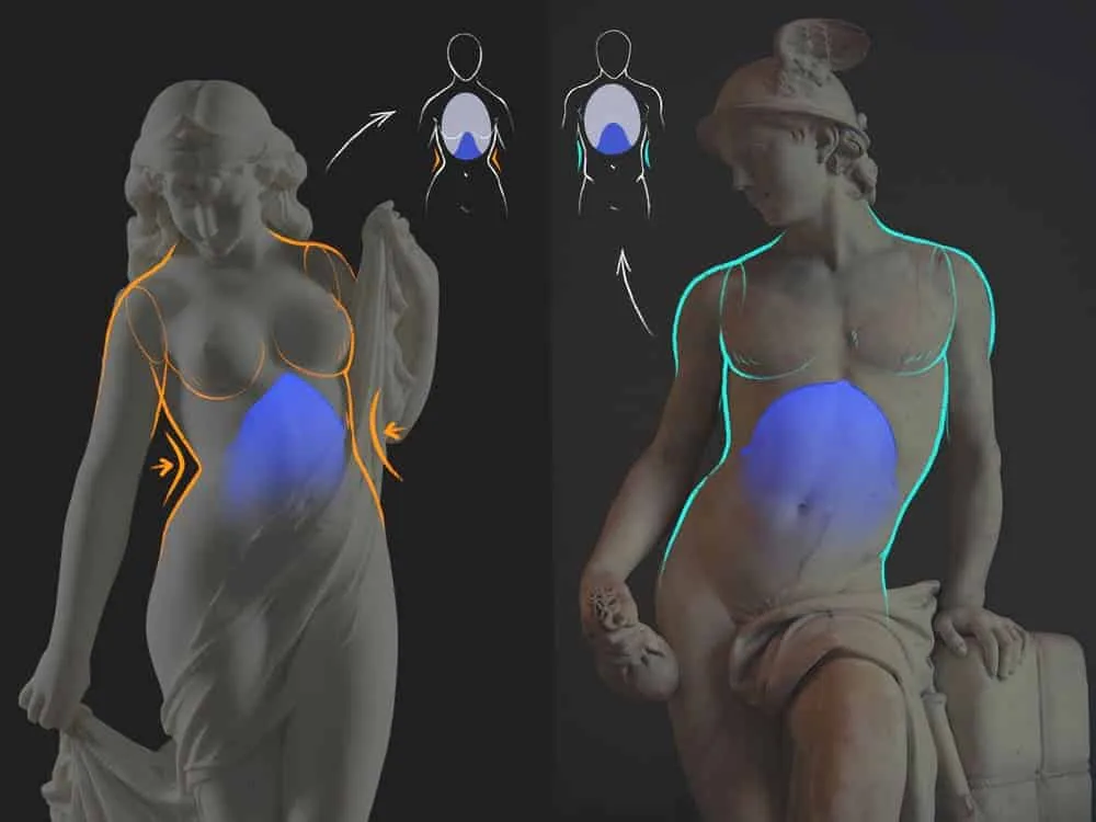 Differences in the structure of the male and female torso