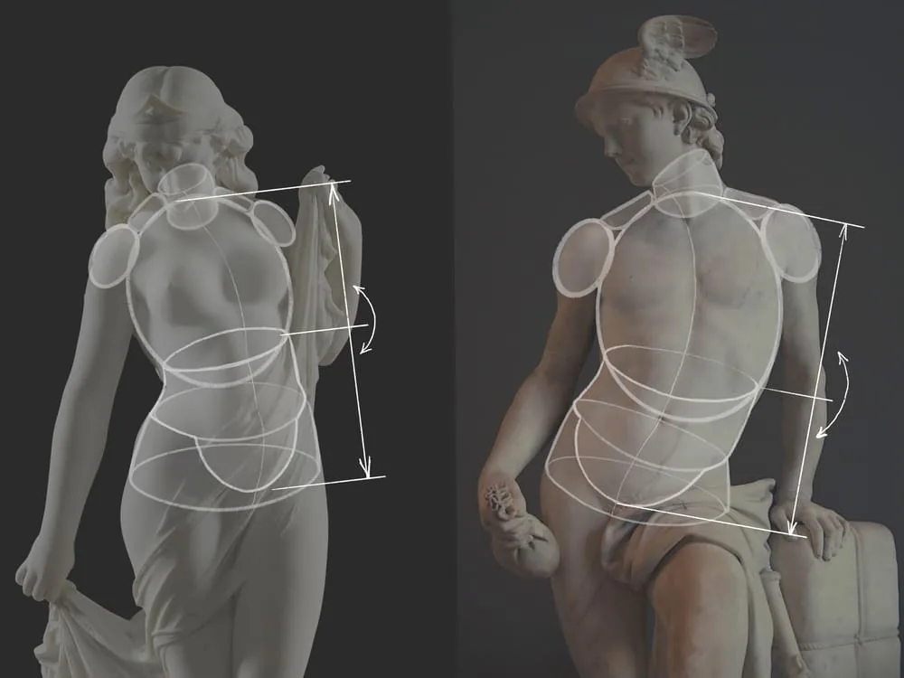 Torso proportions
