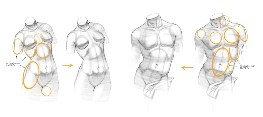 Well, now, armed with an eraser or formoplast, we erase the tone in the light areas