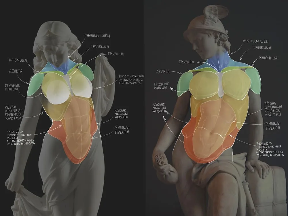 Analysis of anatomical features