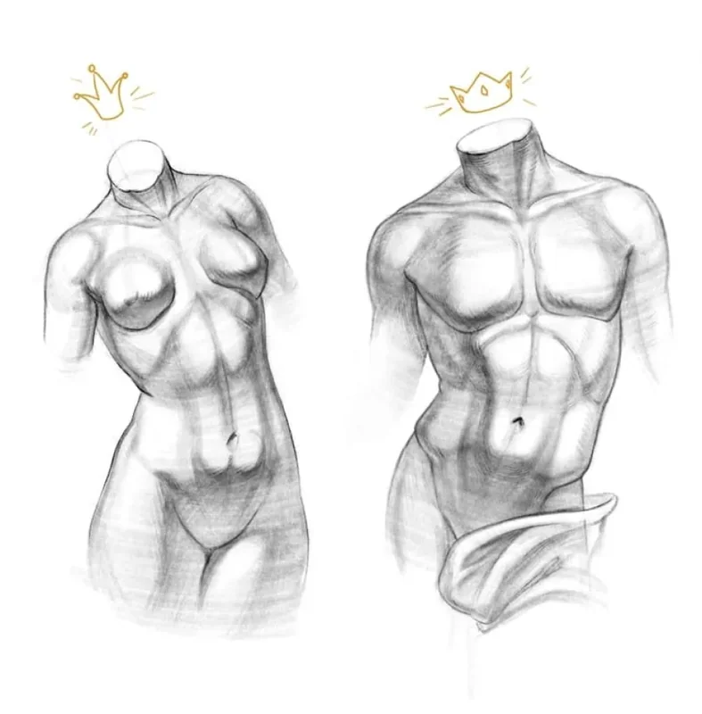 How to draw a torso