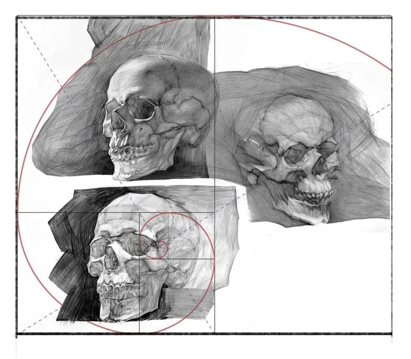 Suranov's skulls are located along the movement of the golden section curl.