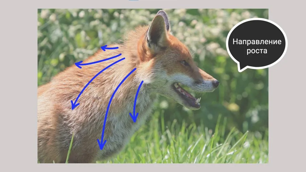 Fur always has a general growth direction
