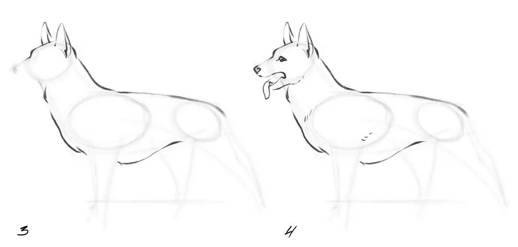 Add the muzzle with lines, mark the nose and eye on it
