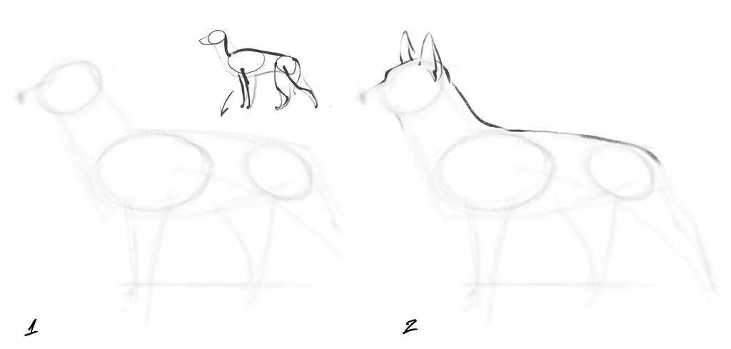 How to draw a sketch of an animal