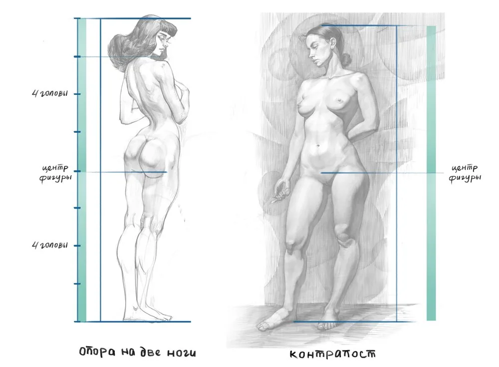 For a figure in the contraposto position, there is a slight shift in these proportions