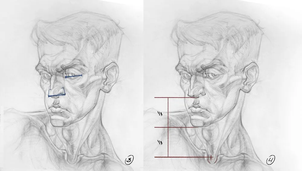 Not only the height of the nose, but also the width of the nose is proportional to the width of the eye
