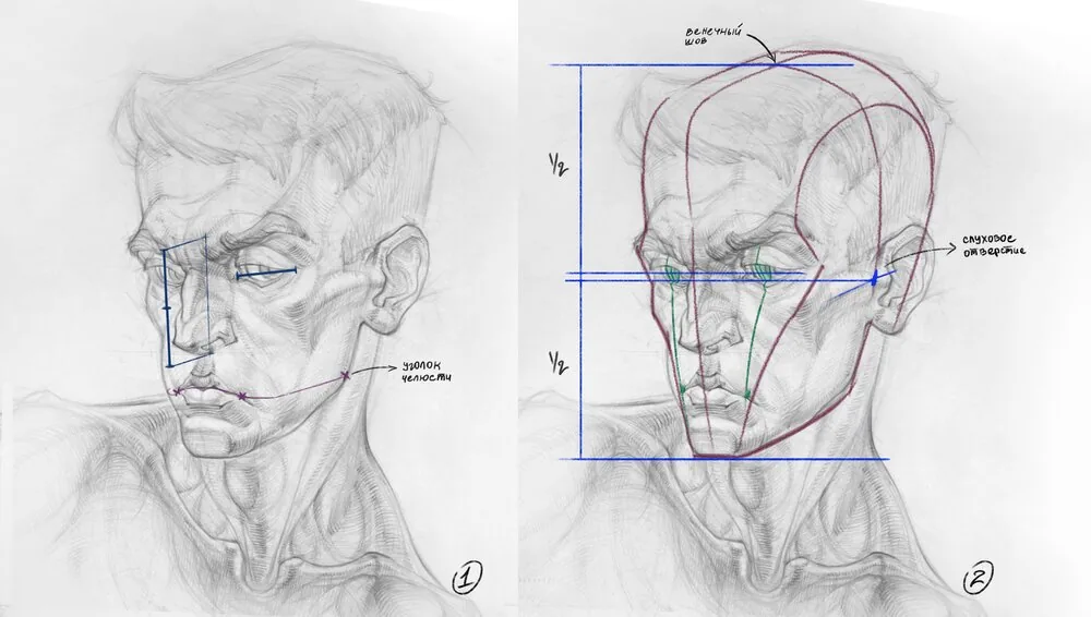 Drawing the face in proportions