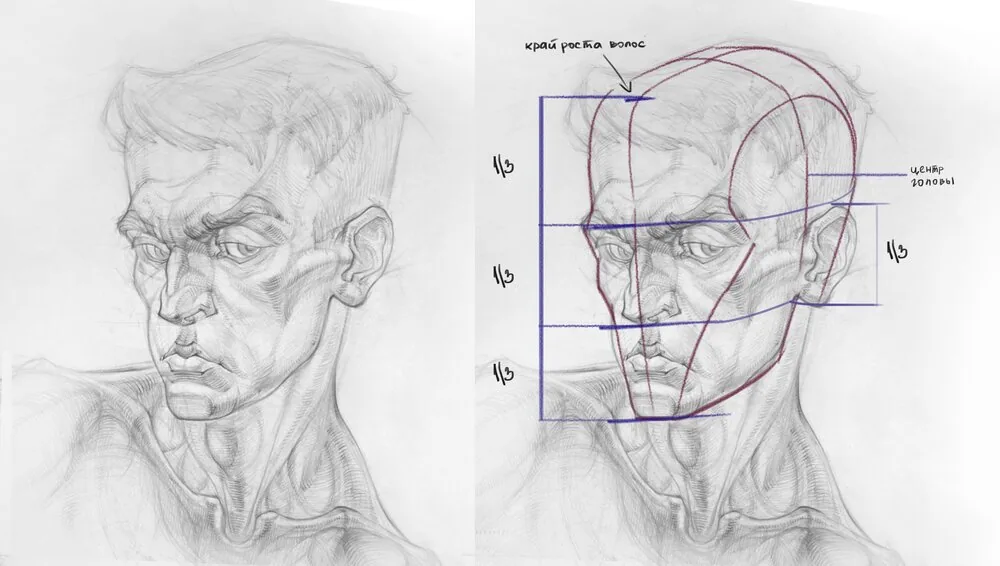Drawing the face in proportions