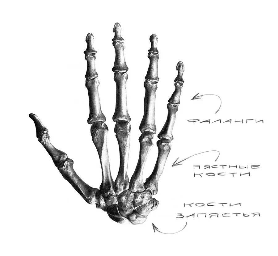 bones