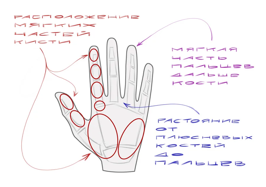 The inner side of the palm