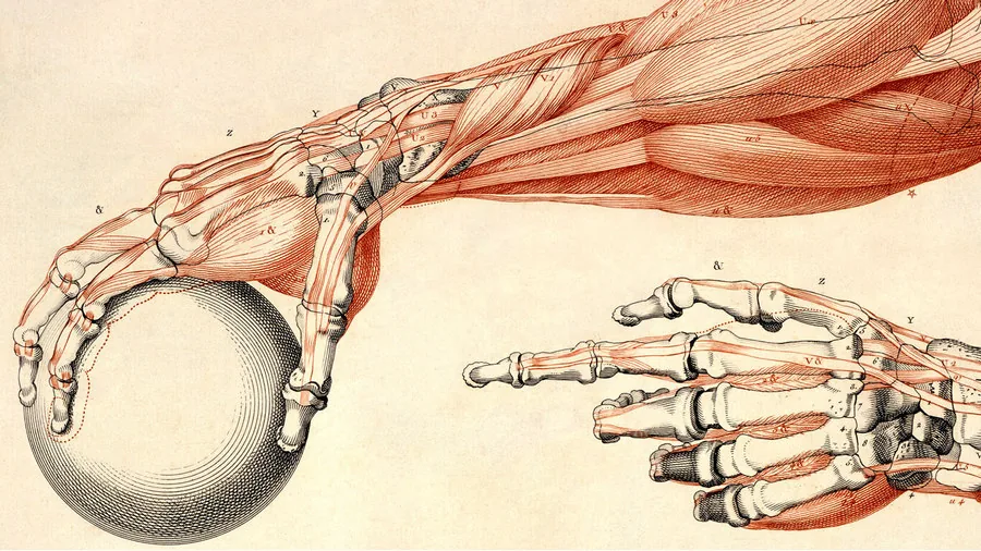 the process of drawing a bony hand of a person