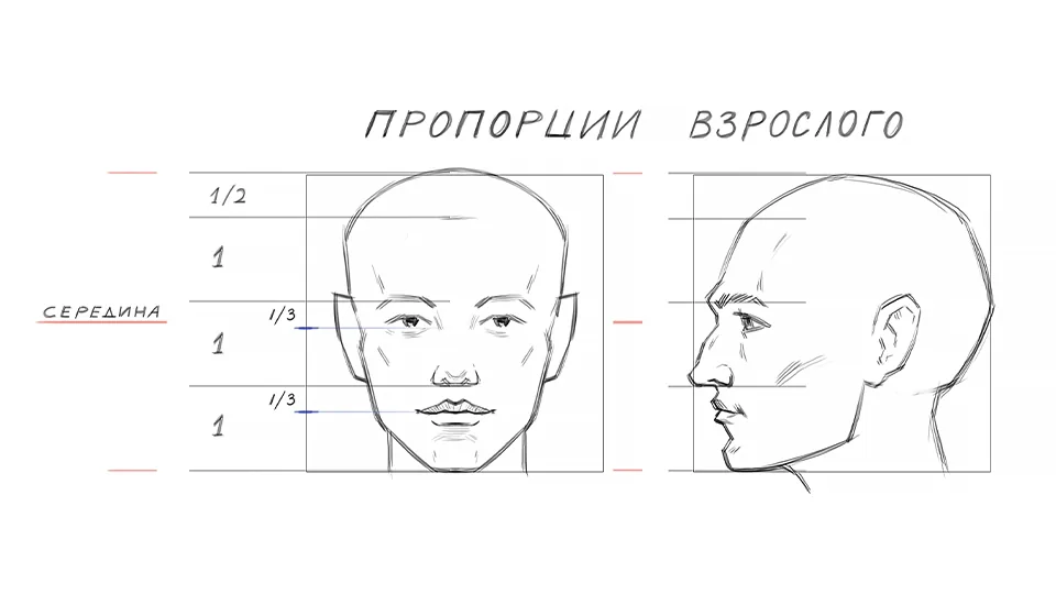 Proportions of an adult face
