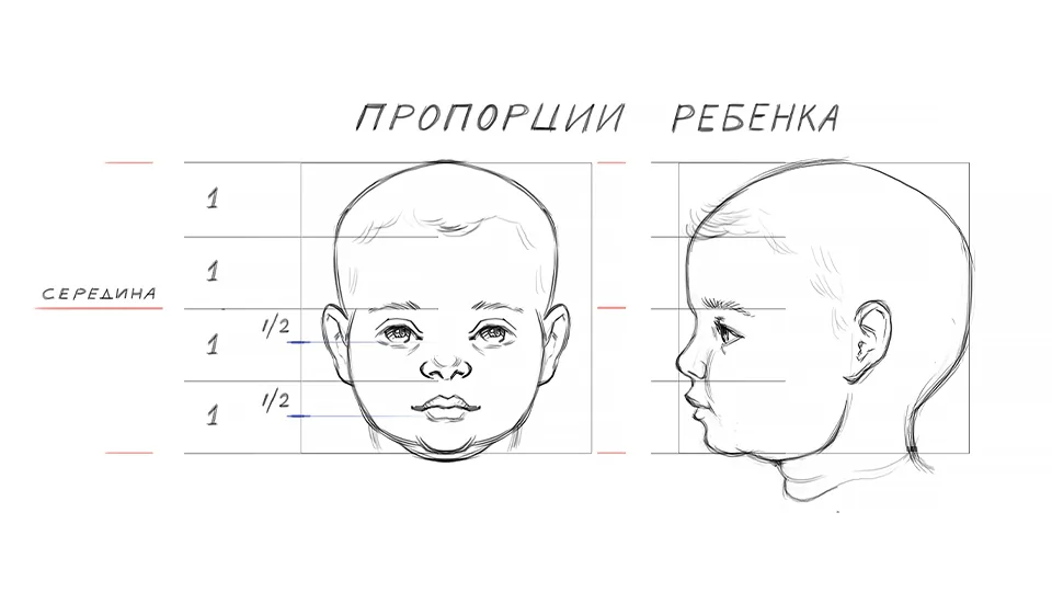 Proportions of a child's face