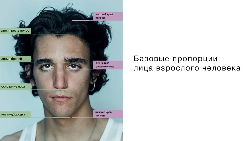 Basic proportions of an adult face