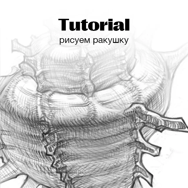 Как нарисовать ракушку