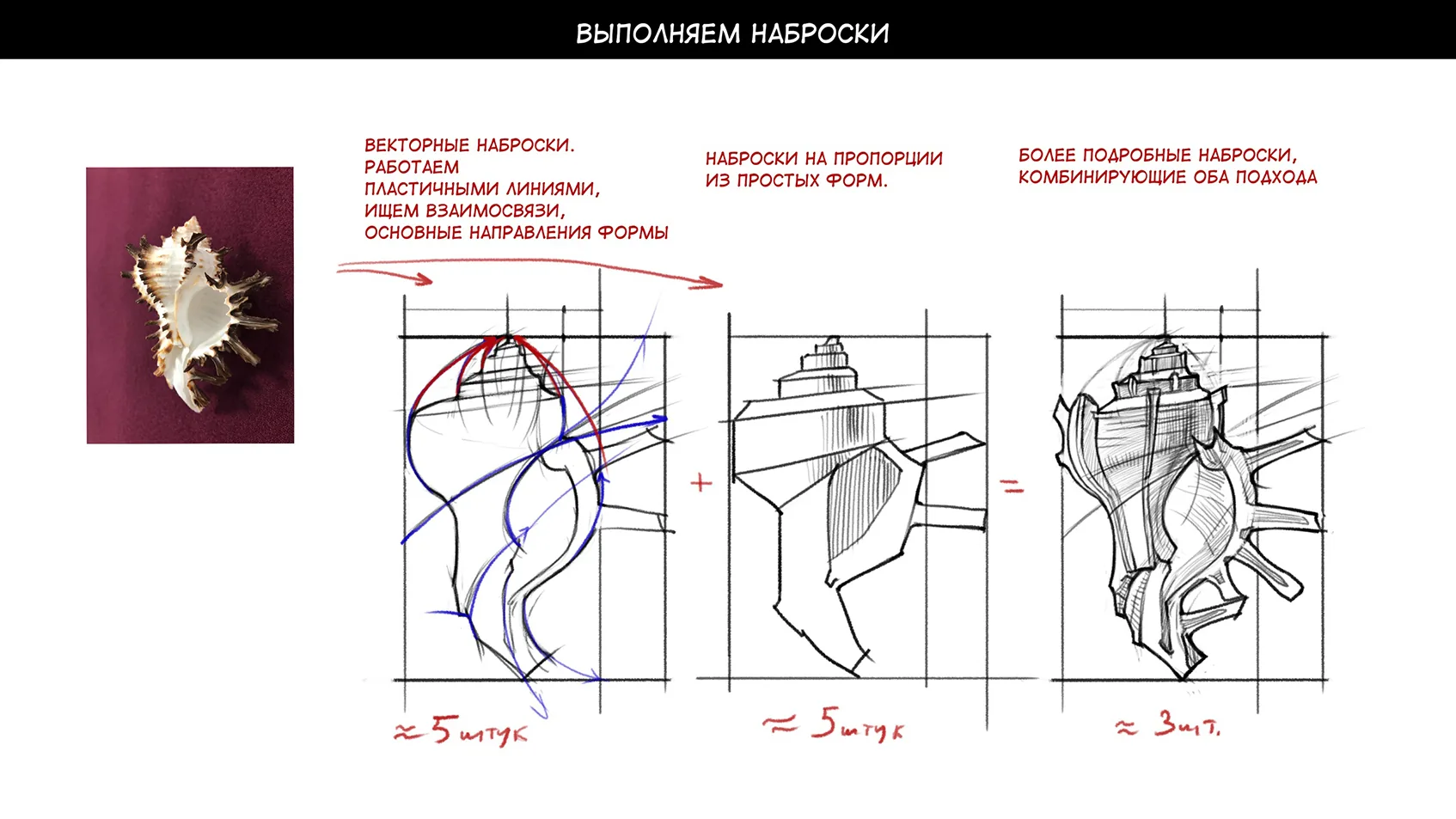 How to draw a shell — Step 2: Sketching the main shapes