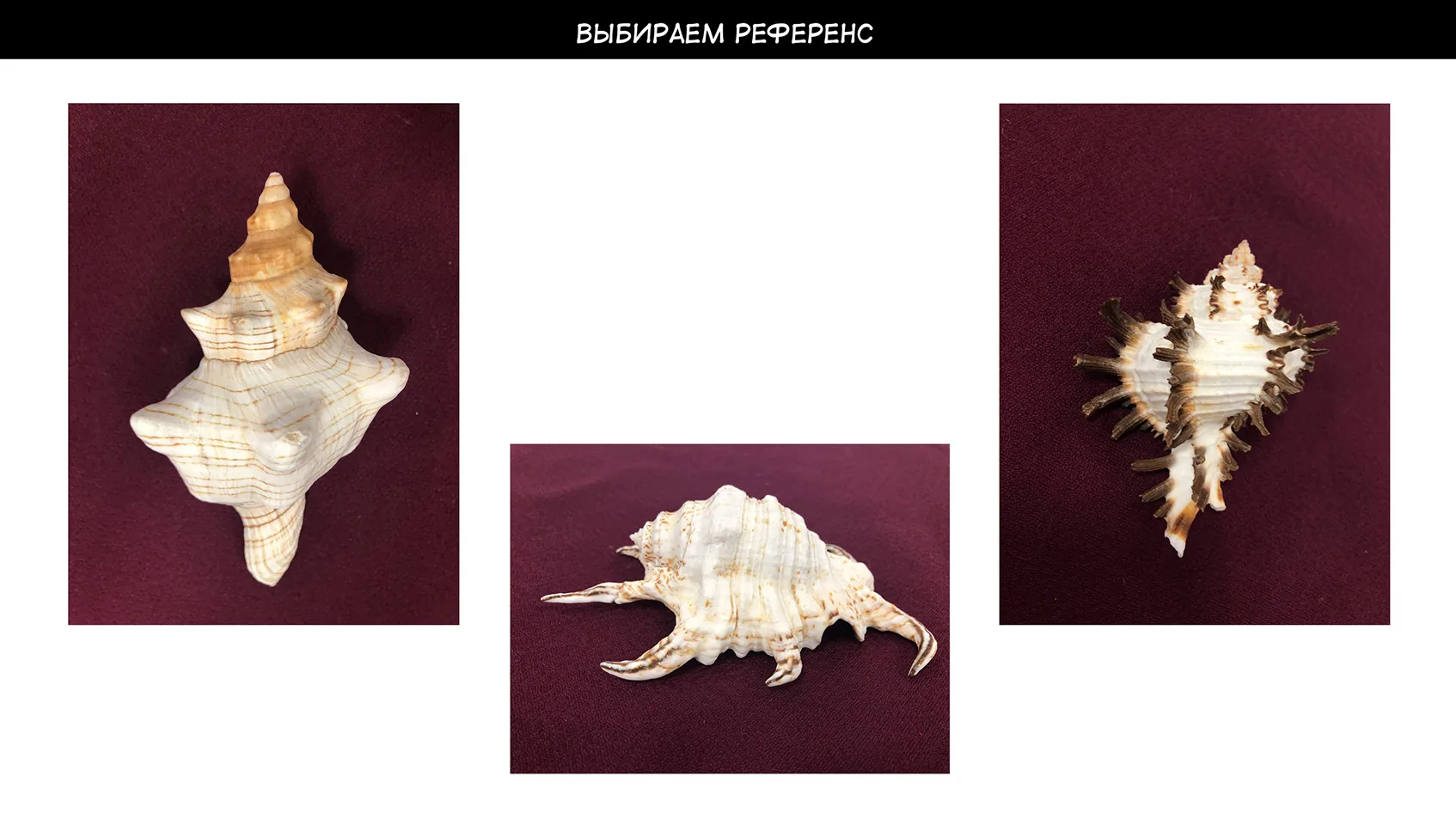 How to draw a shell — Step 1: Studying the shape and structure