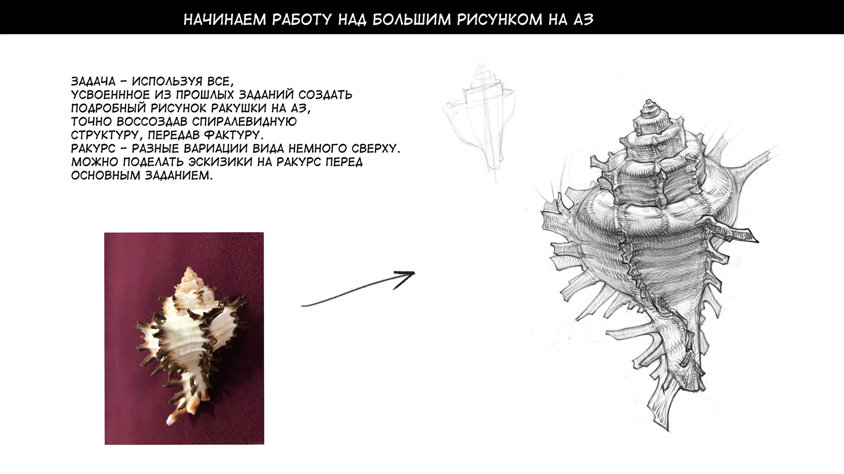 How to draw a shell — Step 6: Working on details and accents
