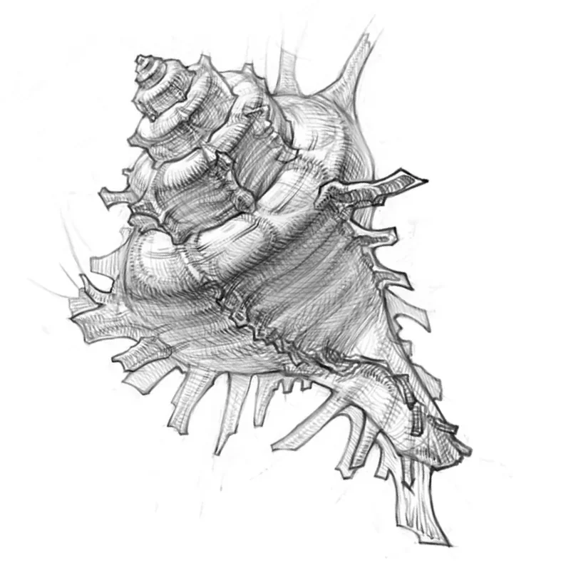 How to draw a shell