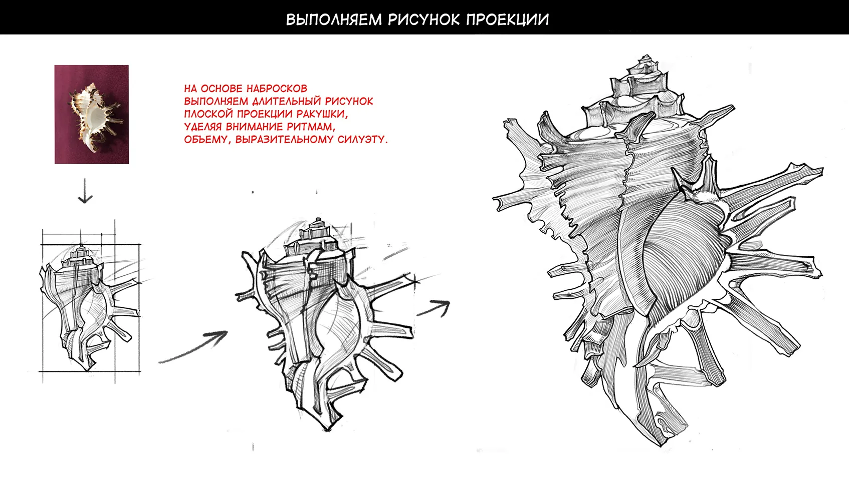 How to draw a shell — Step 4: Adding edges and texture