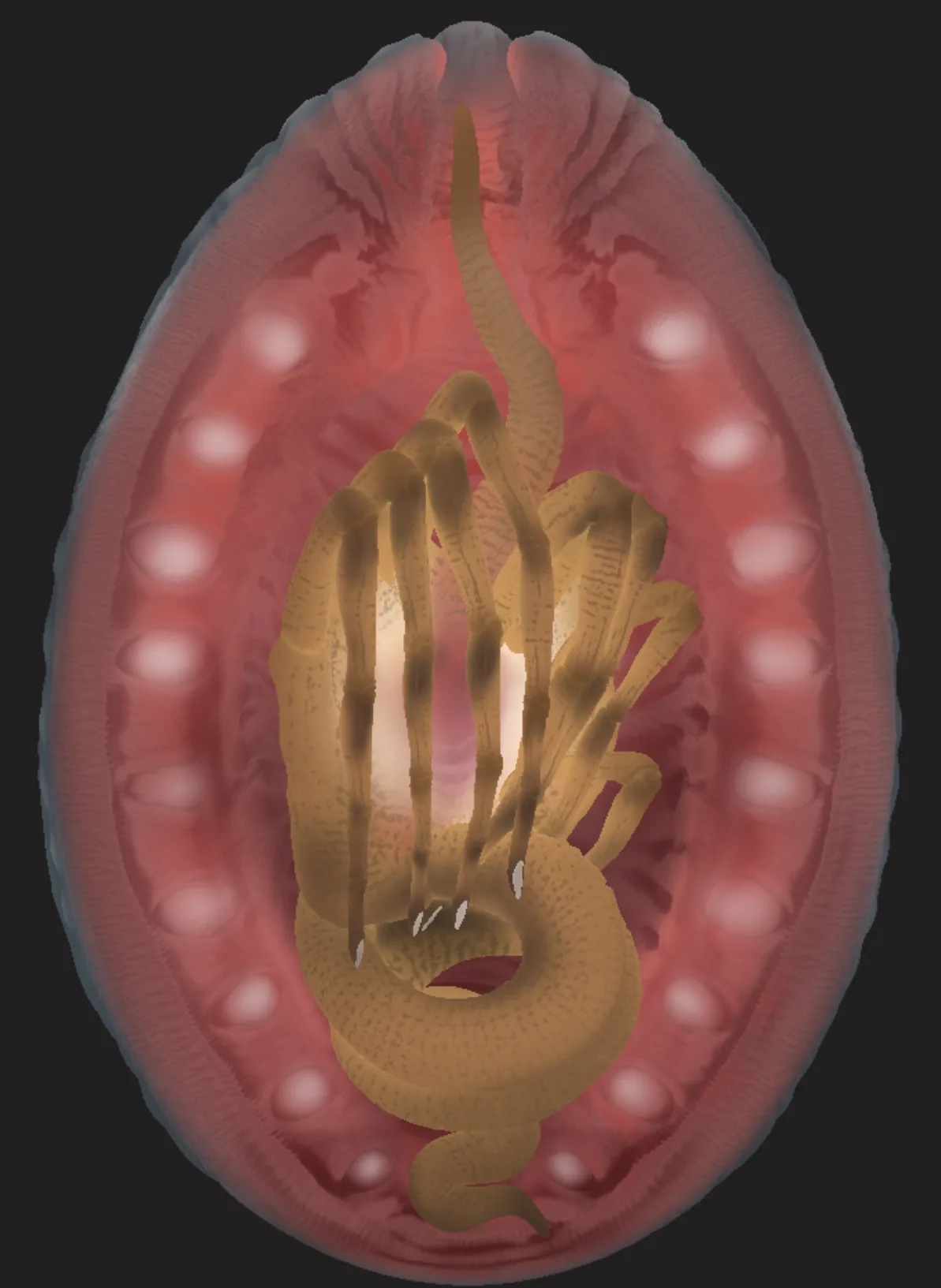 See How This Creepy Facehugger Egg from Alien Was Made in 3D - изображение 9