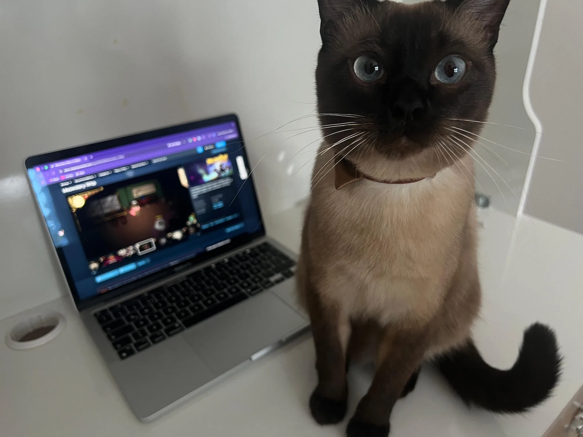 DMT Games Studio on Creating a Multiplayer Detective Game About Cats - изображение 3