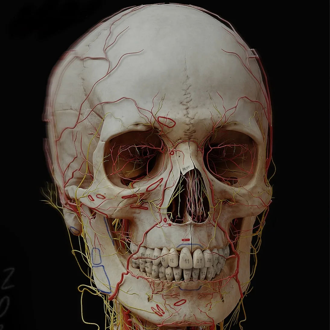 Создание анатомической системы с помощью ZBrush и Blender - изображение 8