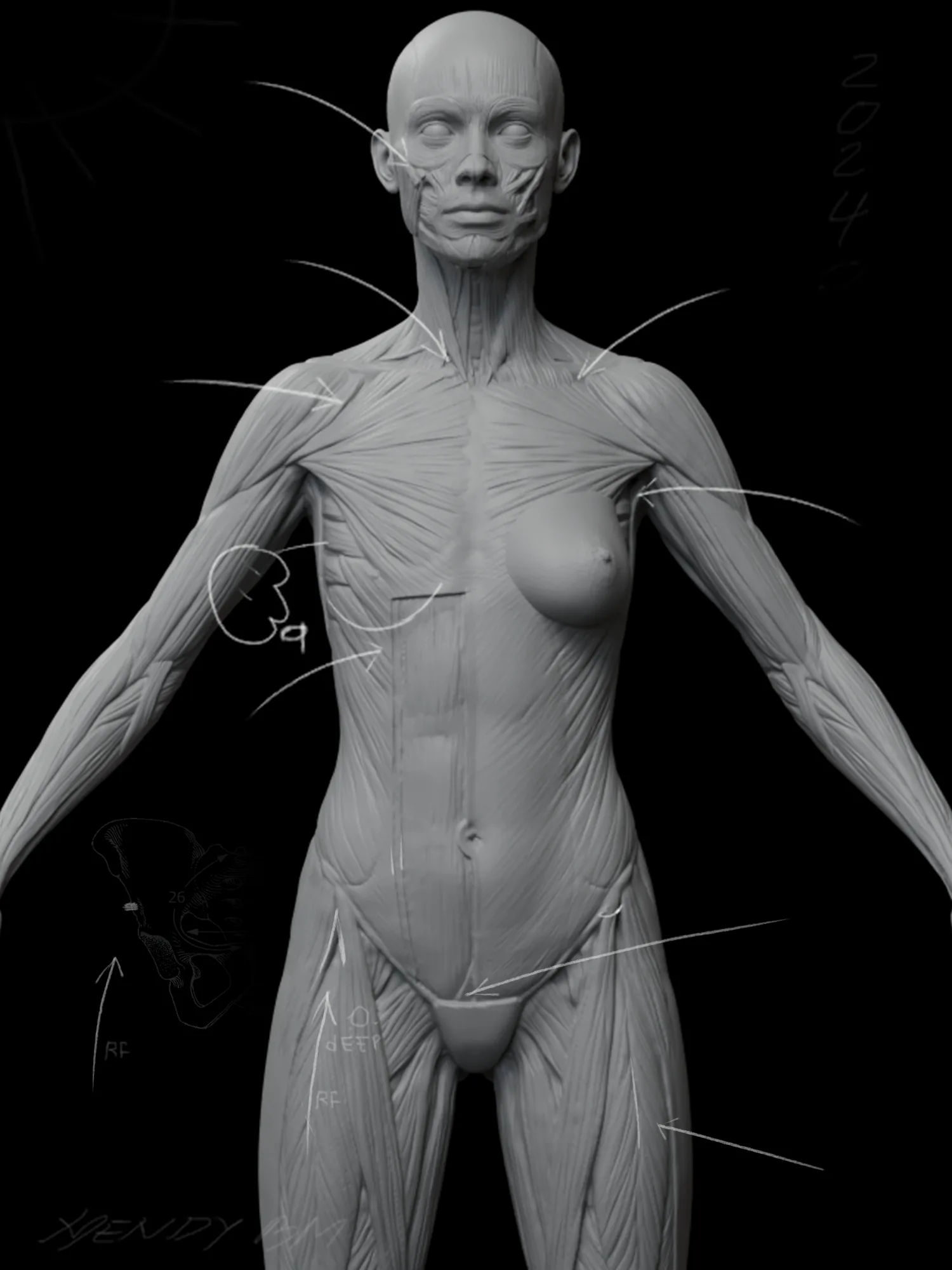 Создание анатомической системы с помощью ZBrush и Blender - изображение 4