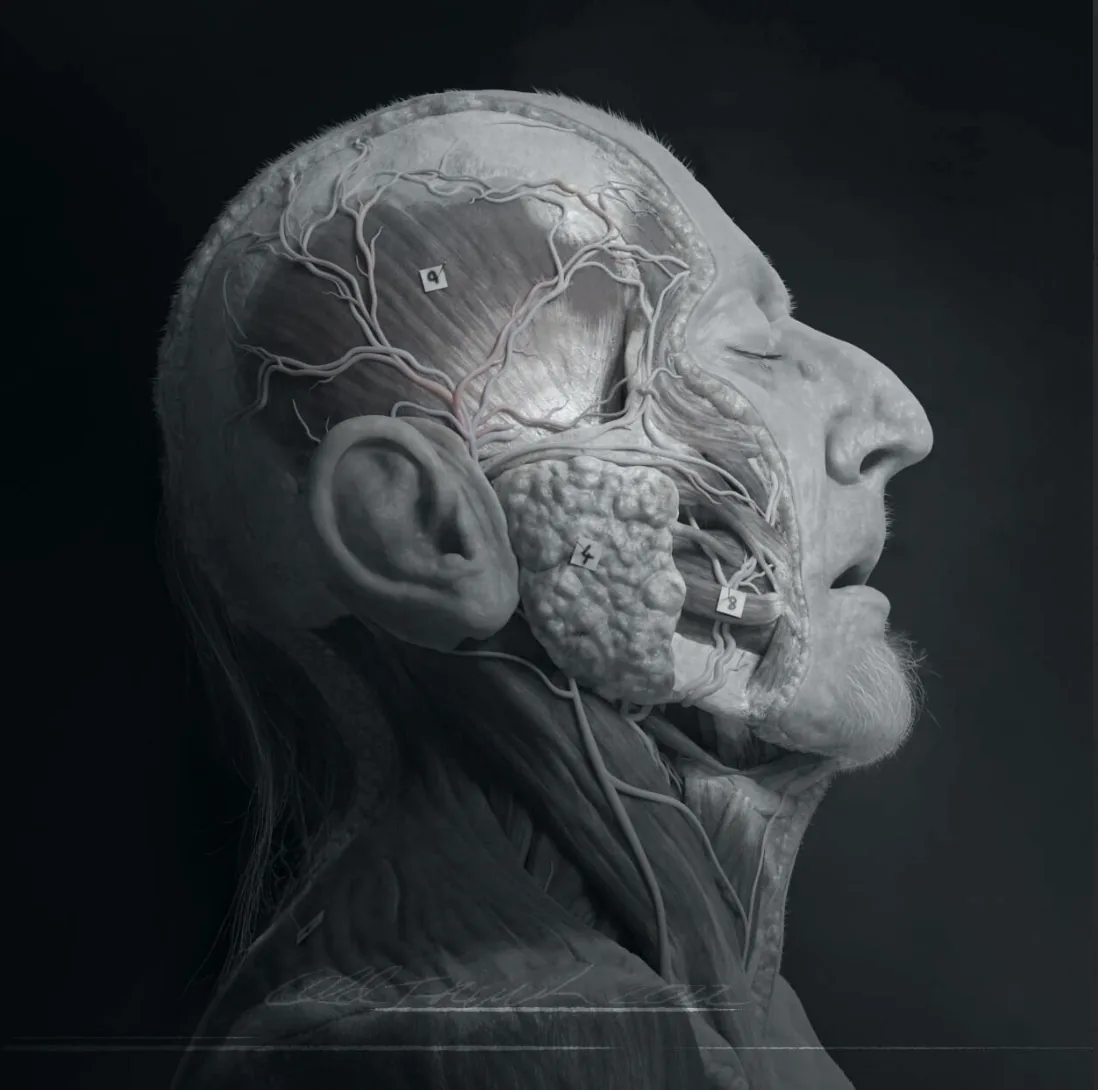 Создание анатомической системы с помощью ZBrush и Blender - изображение 2