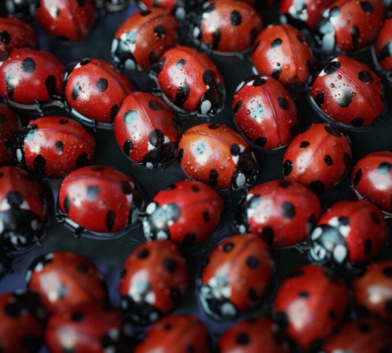 Как создать яркий материал божьей коровки в Substance 3D