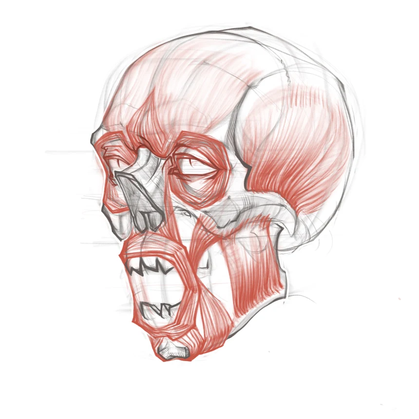 How to Draw a Skull