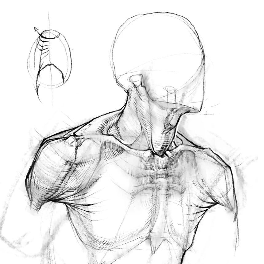 How to Draw Shoulders and the Shoulder Girdle