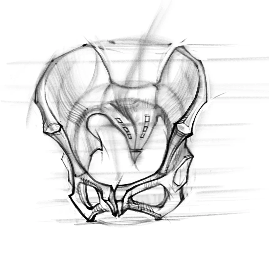 How to Draw a Pelvis