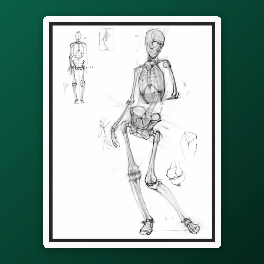 How to draw a human skeleton
