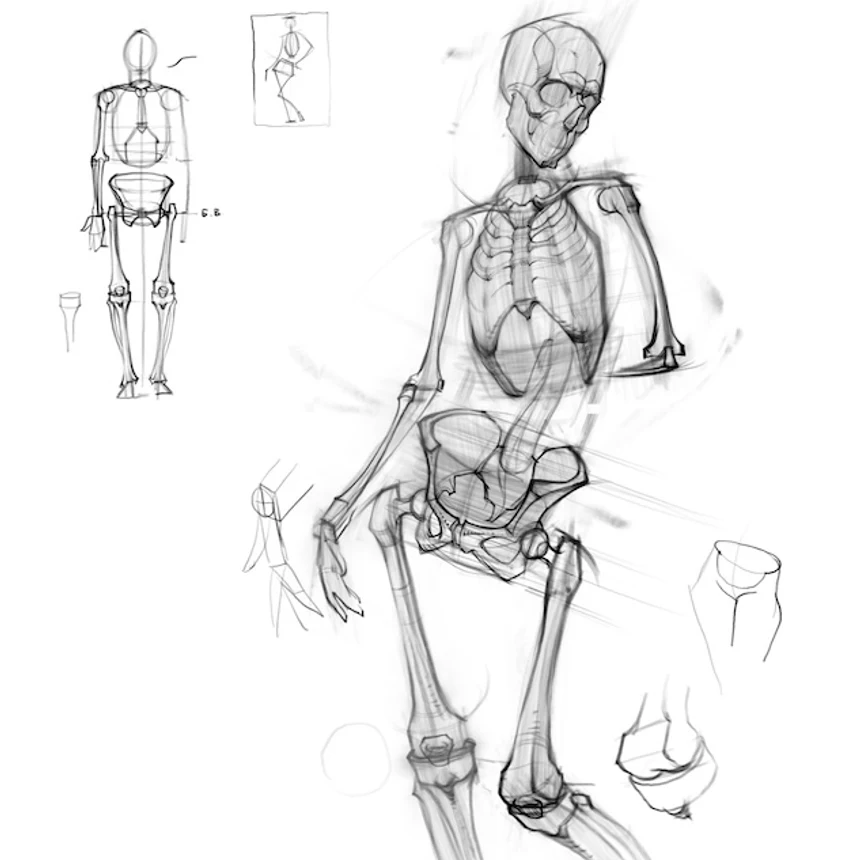 How to draw the human skeleton